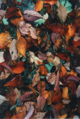 Carpet, October 1996